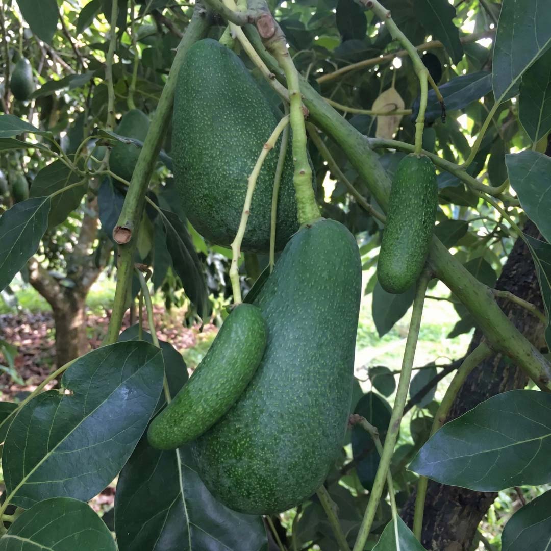 Tazedal Organik Büyük Boy Fuerte Avokado - Adet ve Koli Seçenekli - Görsel 4