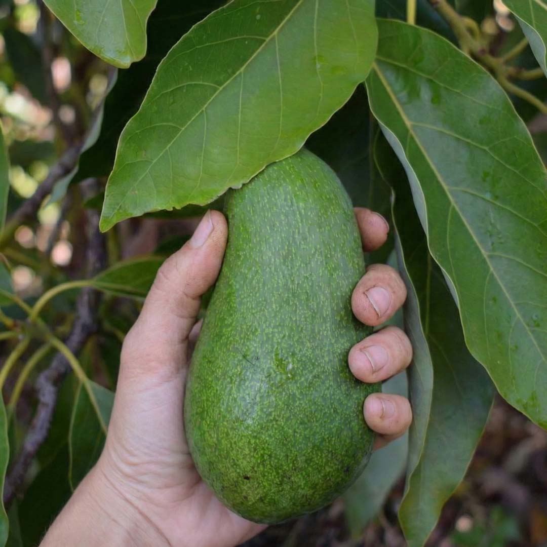 Tazedal Organik Büyük Boy Fuerte Avokado - Adet ve Koli Seçenekli - Görsel 3