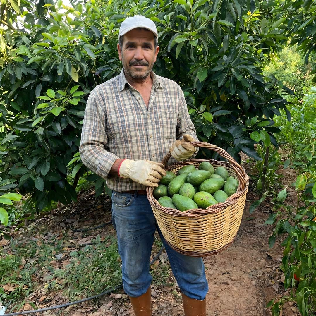Tazedal Organik Büyük Boy Fuerte Avokado - Adet ve Koli Seçenekli - Görsel 2